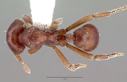 Eurhopalothrix procera specimen