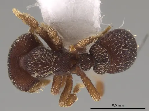 Eurhopalothrix punctata specimen