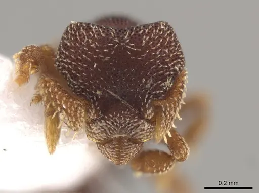 Eurhopalothrix punctata specimen