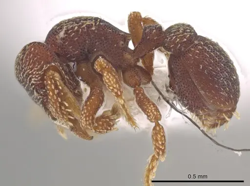 Eurhopalothrix punctata specimen