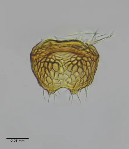 Eurhopalothrix reichenspergeri specimen
