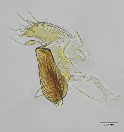 Eurhopalothrix reichenspergeri specimen