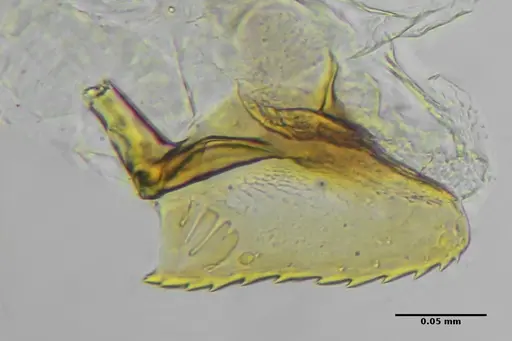 Eurhopalothrix reichenspergeri specimen