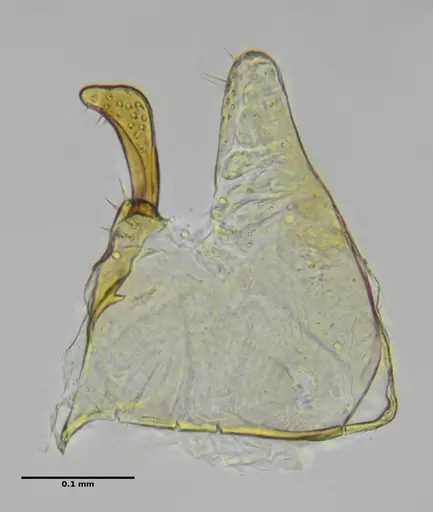 Eurhopalothrix reichenspergeri - ANTWEB1038181