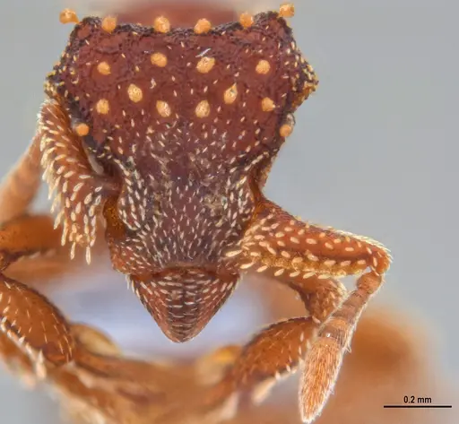 Eurhopalothrix reichenspergeri - ANTWEB1047299