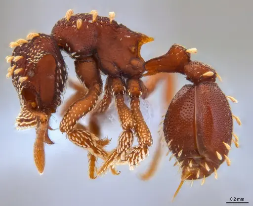 Eurhopalothrix reichenspergeri - ANTWEB1047299