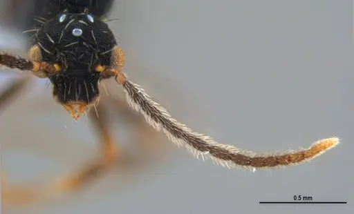 Eurhopalothrix reichenspergeri - ANTWEB1047387