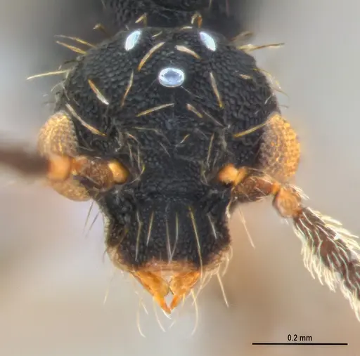 Eurhopalothrix reichenspergeri - ANTWEB1047387