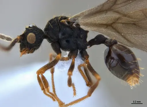 Eurhopalothrix reichenspergeri - ANTWEB1047387