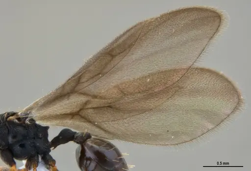 Eurhopalothrix reichenspergeri - ANTWEB1047387