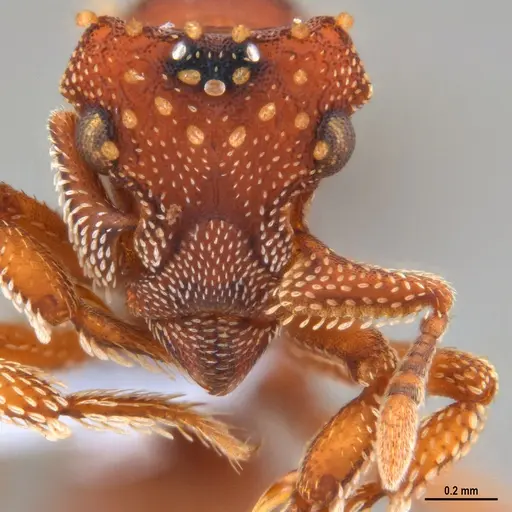 Eurhopalothrix reichenspergeri - ANTWEB1047388