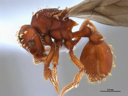 Eurhopalothrix reichenspergeri - ANTWEB1047388