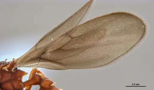 Eurhopalothrix reichenspergeri - ANTWEB1047388