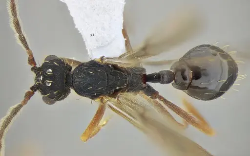 Eurhopalothrix reichenspergeri - UFV-LABECOL-010764