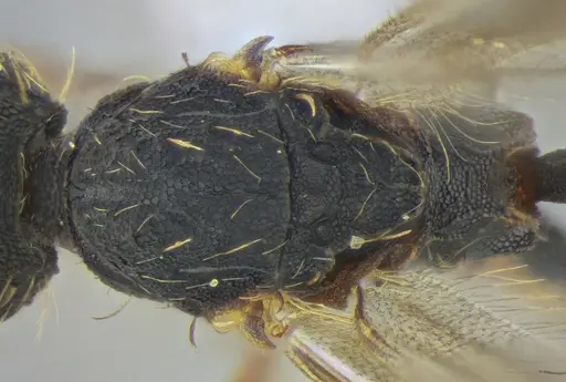 Eurhopalothrix reichenspergeri - UFV-LABECOL-010764