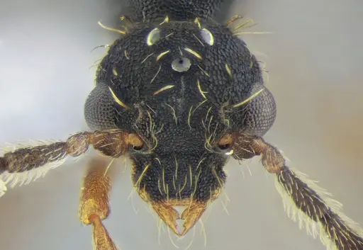 Eurhopalothrix reichenspergeri - UFV-LABECOL-010764