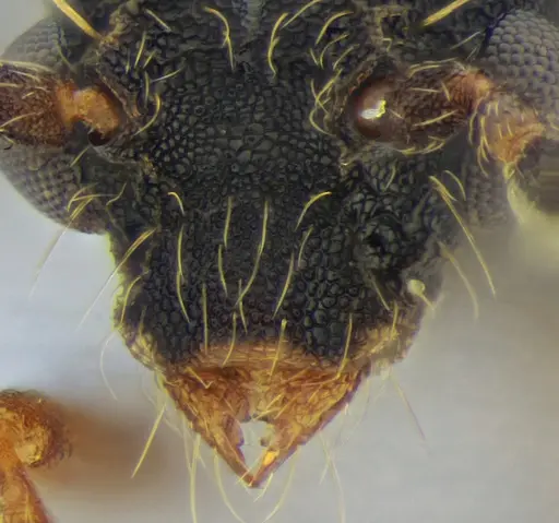 Eurhopalothrix reichenspergeri - UFV-LABECOL-010764