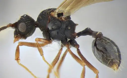 Eurhopalothrix reichenspergeri - UFV-LABECOL-010764