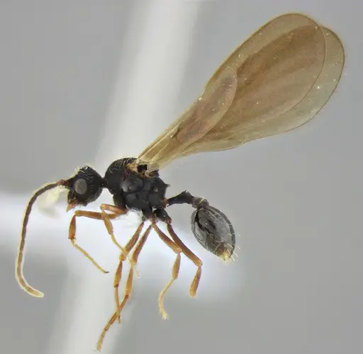 Eurhopalothrix reichenspergeri - UFV-LABECOL-010764