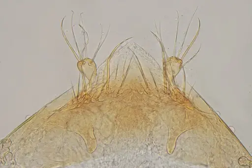 Eurhopalothrix reichenspergeri - UFV-LABECOL-010766