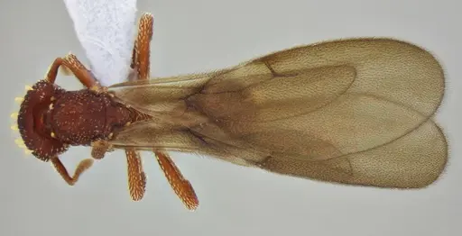 Eurhopalothrix reichenspergeri - UFV-LABECOL-010767