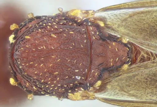 Eurhopalothrix reichenspergeri - UFV-LABECOL-010767