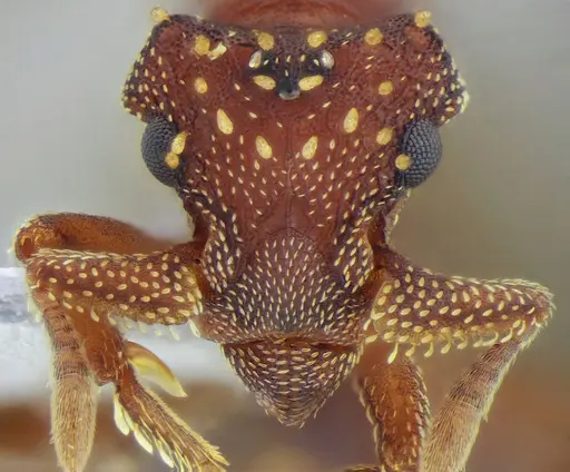 Eurhopalothrix reichenspergeri - UFV-LABECOL-010767