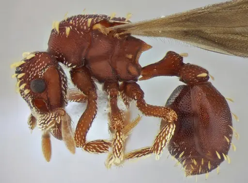 Eurhopalothrix reichenspergeri - UFV-LABECOL-010767