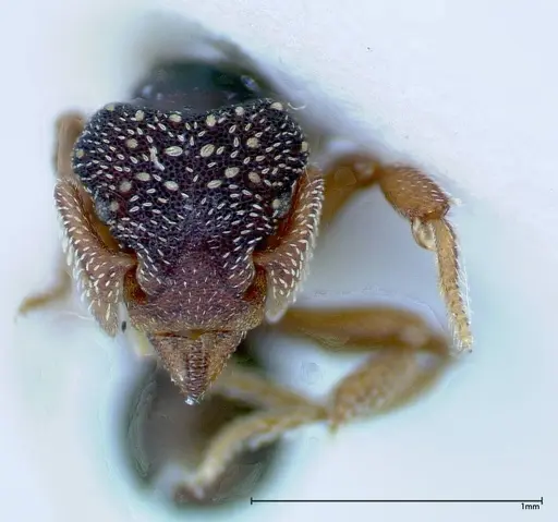 Eurhopalothrix schmidti specimen