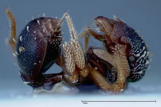 Eurhopalothrix schmidti specimen