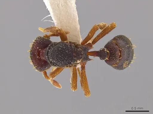 Eurhopalothrix schmidti - INBIOCRI001280621