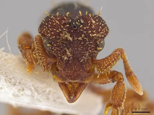 Eurhopalothrix schmidti - INBIOCRI001280621