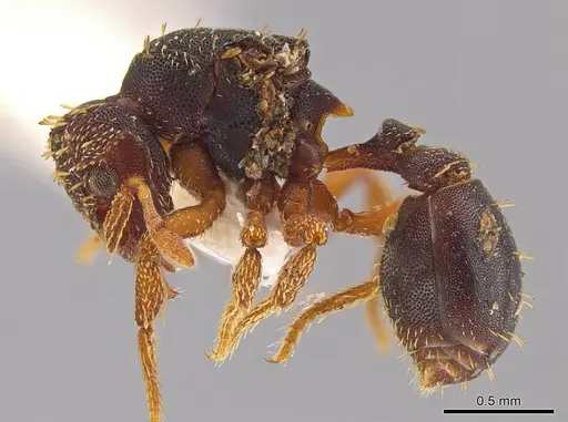 Eurhopalothrix schmidti - INBIOCRI001280621