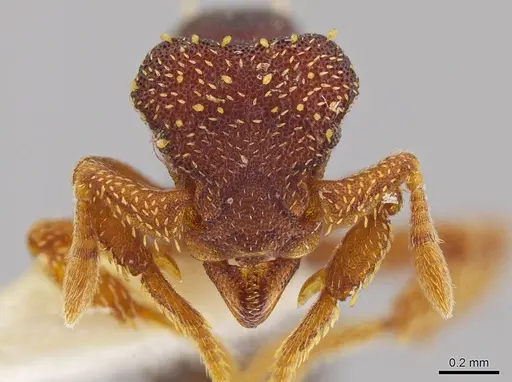 Eurhopalothrix schmidti - INBIOCRI001280623