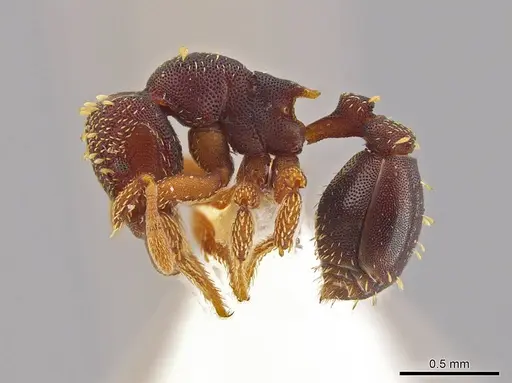 Eurhopalothrix schmidti - INBIOCRI001280623