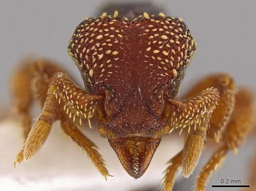 Eurhopalothrix semicapillum specimen