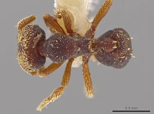 Eurhopalothrix semicapillum - CASENT0639366