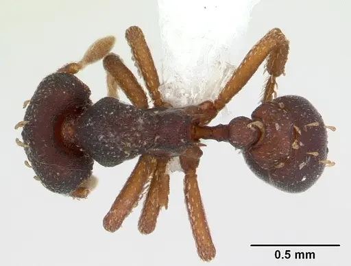 Eurhopalothrix sepultura specimen