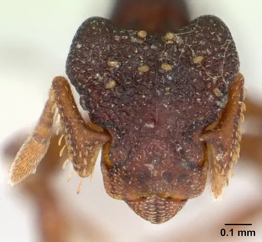 Eurhopalothrix sepultura specimen