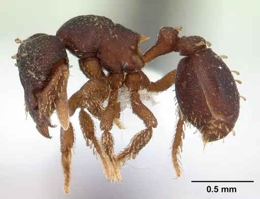 Eurhopalothrix sepultura specimen