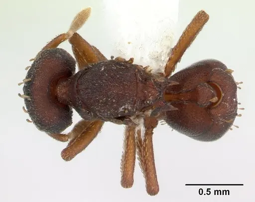 Eurhopalothrix sepultura - CASENT0603550