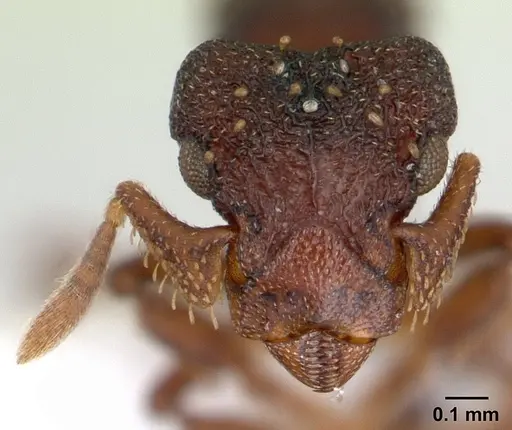 Eurhopalothrix sepultura - CASENT0603550