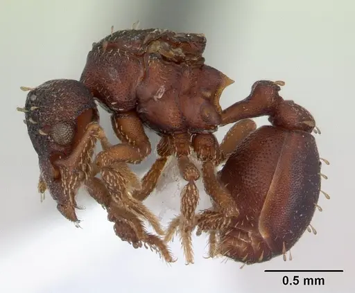 Eurhopalothrix sepultura - CASENT0603550