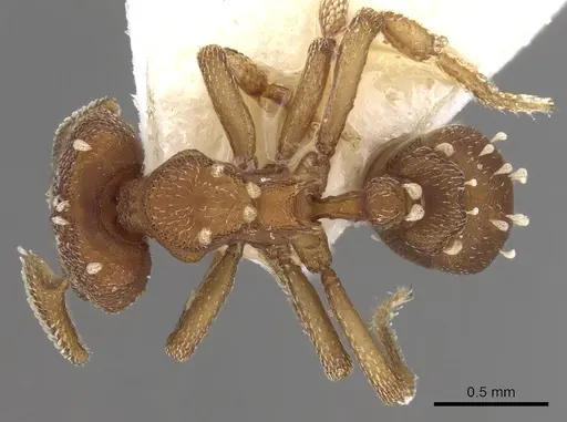 Eurhopalothrix speciosa specimen