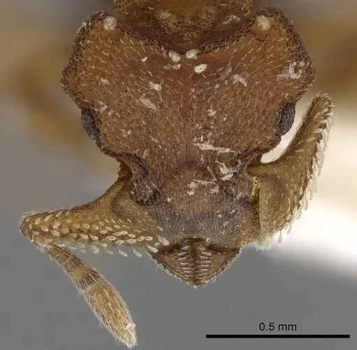 Eurhopalothrix speciosa specimen