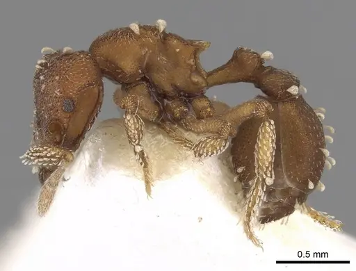 Eurhopalothrix speciosa specimen