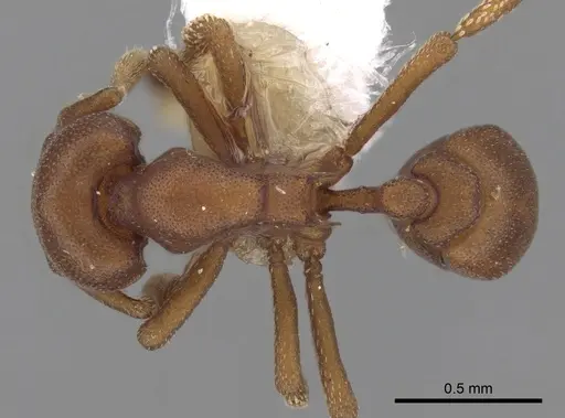 Eurhopalothrix spectabilis specimen