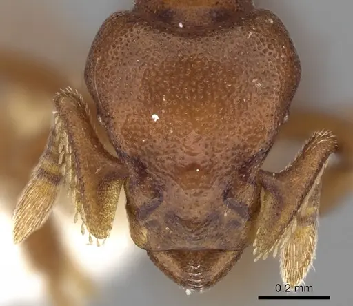 Eurhopalothrix spectabilis specimen