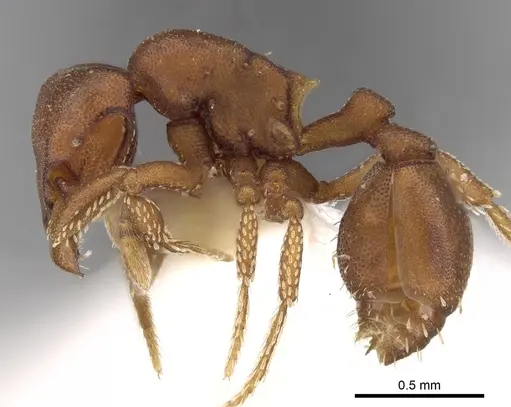Eurhopalothrix spectabilis specimen