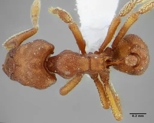 Eurhopalothrix spectabilis - UFV-LABECOL-008985